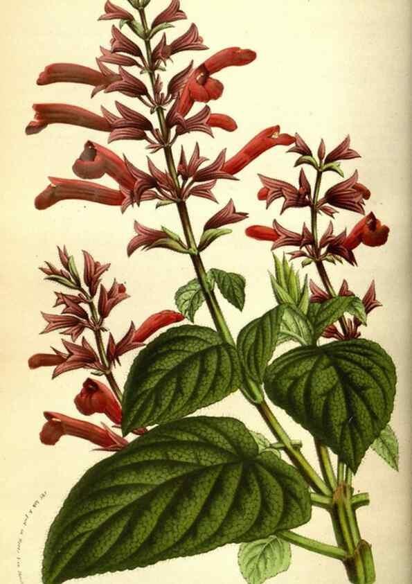 Reproducción/Reproduction 49584206751: Flore des serres et des jardins de l'Europe. A Gand :chez Louis van Houtte, eÌditeur,1845-1880.. 