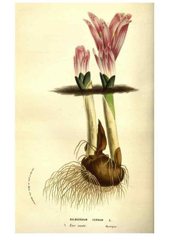 Reproducción/Reproduction 49584207081: Flore des serres et des jardins de l'Europe. A Gand :chez Louis van Houtte, eÌditeur,1845-1880.. 