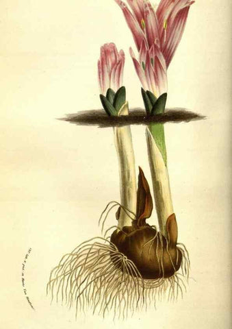 Reproducción/Reproduction 49584207081: Flore des serres et des jardins de l'Europe. A Gand :chez Louis van Houtte, eÌditeur,1845-1880.. 