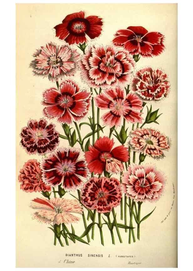 Reproducción/Reproduction 49584207491: Flore des serres et des jardins de l'Europe. A Gand :chez Louis van Houtte, eÌditeur,1845-1880.. 