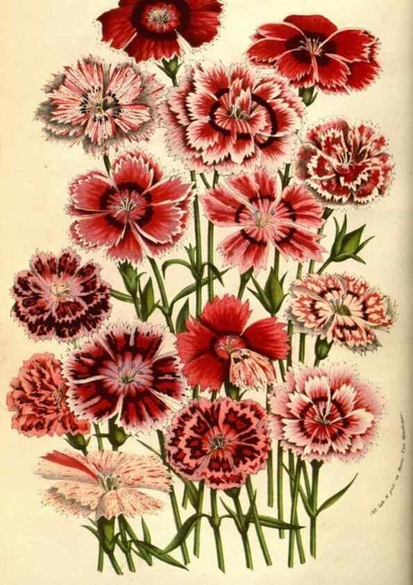 Reproducción/Reproduction 49584207491: Flore des serres et des jardins de l'Europe. A Gand :chez Louis van Houtte, eÌditeur,1845-1880.. 