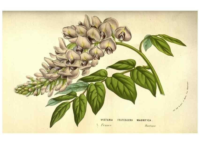 Reproducción/Reproduction 49584442212: Flore des serres et des jardins de l'Europe. A Gand :chez Louis van Houtte, eÌditeur,1845-1880.. 
