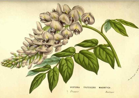 Reproducción/Reproduction 49584442212: Flore des serres et des jardins de l'Europe. A Gand :chez Louis van Houtte, eÌditeur,1845-1880.. 