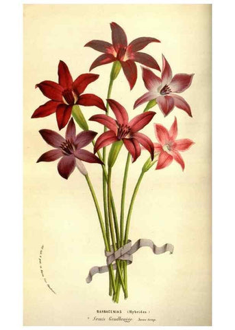 Reproducción/Reproduction 49584442477: Flore des serres et des jardins de l'Europe. A Gand :chez Louis van Houtte, eÌditeur,1845-1880.. 