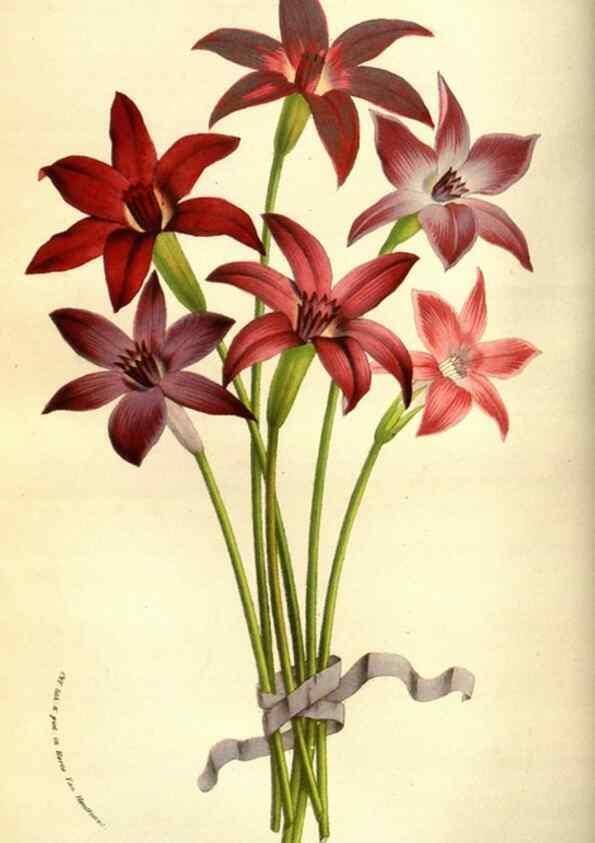 Reproducción/Reproduction 49584442477: Flore des serres et des jardins de l'Europe. A Gand :chez Louis van Houtte, eÌditeur,1845-1880.. 