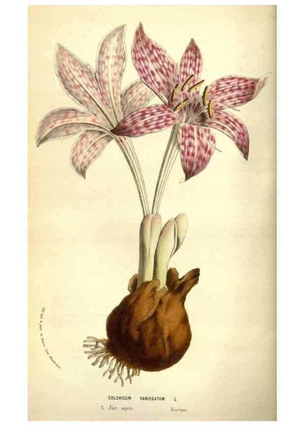 Reproducción/Reproduction 49584442907: Flore des serres et des jardins de l'Europe. A Gand :chez Louis van Houtte, eÌditeur,1845-1880.. 