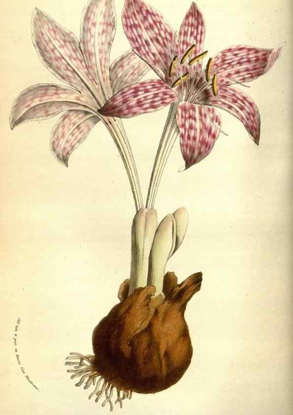 Reproducción/Reproduction 49584442907: Flore des serres et des jardins de l'Europe. A Gand :chez Louis van Houtte, eÌditeur,1845-1880.. 