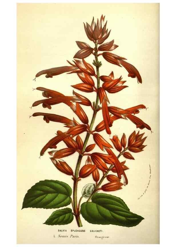 Reproducción/Reproduction 49583711283: Flore des serres et des jardins de l'Europe. A Gand :chez Louis van Houtte, eÌditeur,1845-1880.. 