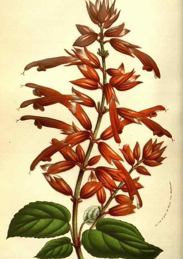 Reproducción/Reproduction 49583711283: Flore des serres et des jardins de l'Europe. A Gand :chez Louis van Houtte, eÌditeur,1845-1880.. 