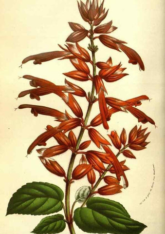 Reproducción/Reproduction 49583711283: Flore des serres et des jardins de l'Europe. A Gand :chez Louis van Houtte, eÌditeur,1845-1880.. 