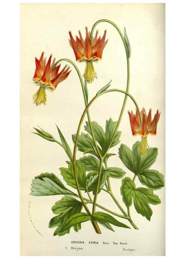 Reproducción/Reproduction 49584083533: Flore des serres et des jardins de l'Europe. A Gand :chez Louis van Houtte, eÌditeur,1845-1880.. 