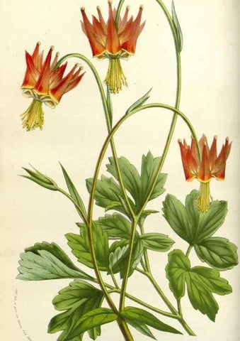 Reproducción/Reproduction 49584083533: Flore des serres et des jardins de l'Europe. A Gand :chez Louis van Houtte, eÌditeur,1845-1880.. 