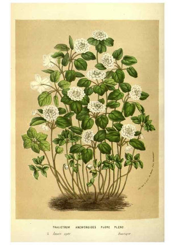 Reproducción/Reproduction 49583711648: Flore des serres et des jardins de l'Europe. A Gand :chez Louis van Houtte, eÌditeur,1845-1880.. 