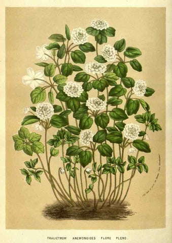 Reproducción/Reproduction 49583711648: Flore des serres et des jardins de l'Europe. A Gand :chez Louis van Houtte, eÌditeur,1845-1880.. 