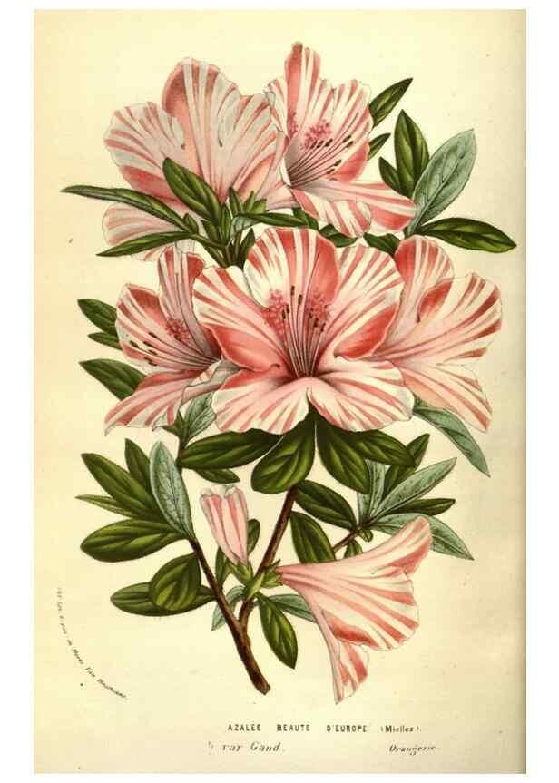Reproducción/Reproduction 49584209946: Flore des serres et des jardins de l'Europe. A Gand :chez Louis van Houtte, eÌditeur,1845-1880.. 