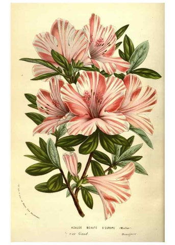 Reproducción/Reproduction 49584209946: Flore des serres et des jardins de l'Europe. A Gand :chez Louis van Houtte, eÌditeur,1845-1880.. 