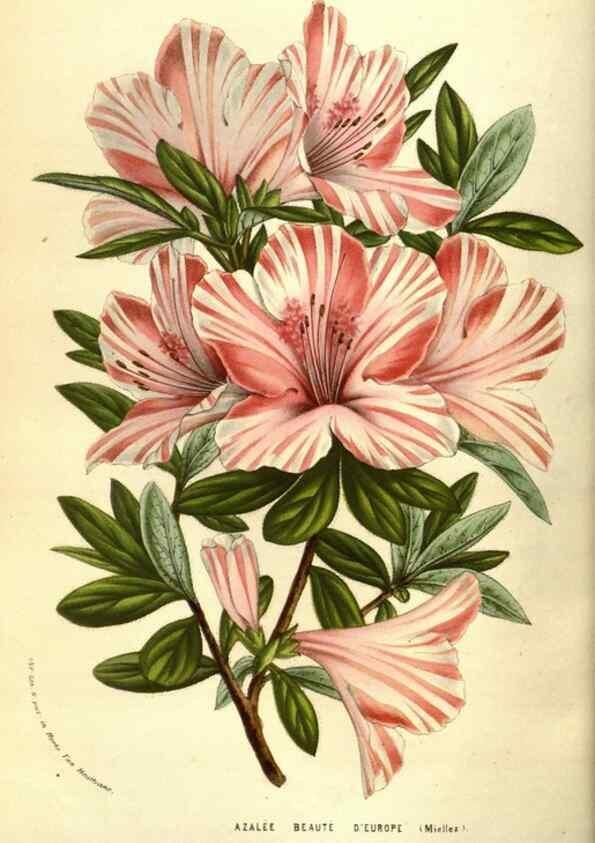 Reproducción/Reproduction 49584209946: Flore des serres et des jardins de l'Europe. A Gand :chez Louis van Houtte, eÌditeur,1845-1880.. 