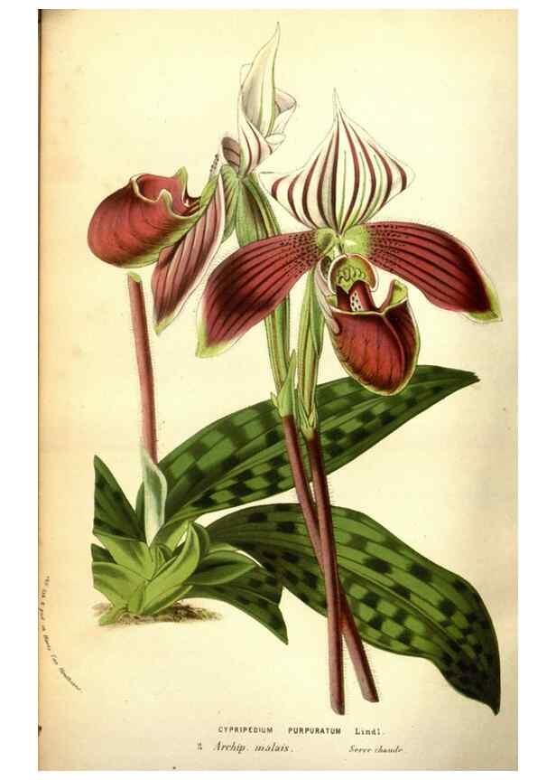 Reproducción/Reproduction 49584444687: Flore des serres et des jardins de l'Europe. A Gand :chez Louis van Houtte, eÌditeur,1845-1880.. 