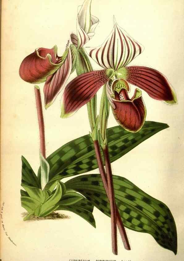 Reproducción/Reproduction 49584444687: Flore des serres et des jardins de l'Europe. A Gand :chez Louis van Houtte, eÌditeur,1845-1880.. 