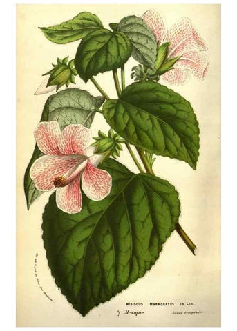 Reproducción/Reproduction 49584210836: Flore des serres et des jardins de l'Europe. A Gand :chez Louis van Houtte, eÌditeur,1845-1880.. 