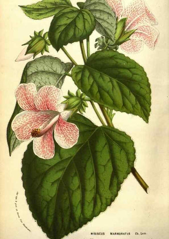 Reproducción/Reproduction 49584210836: Flore des serres et des jardins de l'Europe. A Gand :chez Louis van Houtte, eÌditeur,1845-1880.. 