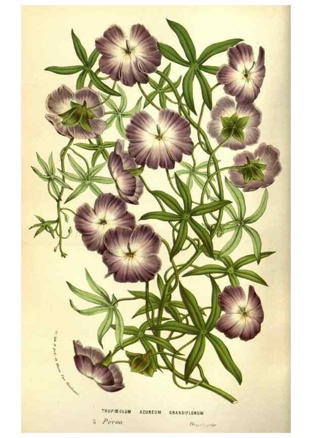 Reproducción/Reproduction 49584445617: Flore des serres et des jardins de l'Europe. A Gand :chez Louis van Houtte, eÌditeur,1845-1880.. 