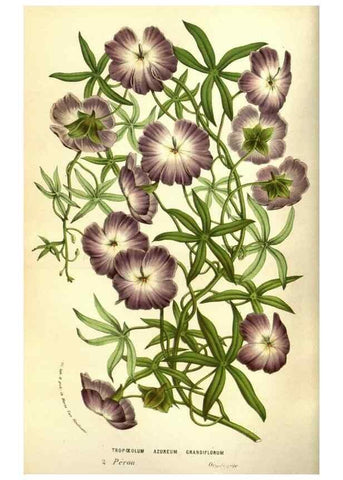 Reproducción/Reproduction 49584445617: Flore des serres et des jardins de l'Europe. A Gand :chez Louis van Houtte, eÌditeur,1845-1880.. 