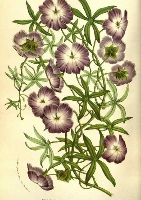 Reproducción/Reproduction 49584445617: Flore des serres et des jardins de l'Europe. A Gand :chez Louis van Houtte, eÌditeur,1845-1880.. 