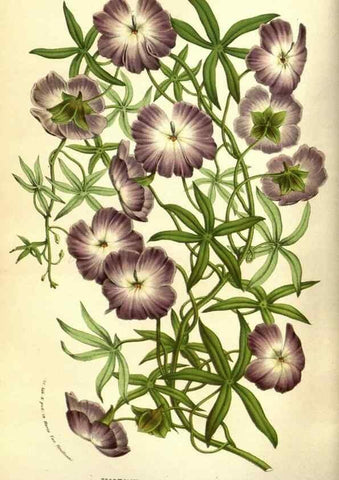 Reproducción/Reproduction 49584445617: Flore des serres et des jardins de l'Europe. A Gand :chez Louis van Houtte, eÌditeur,1845-1880.. 