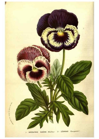 Reproducción/Reproduction 49583714098: Flore des serres et des jardins de l'Europe. A Gand :chez Louis van Houtte, eÌditeur,1845-1880.. 