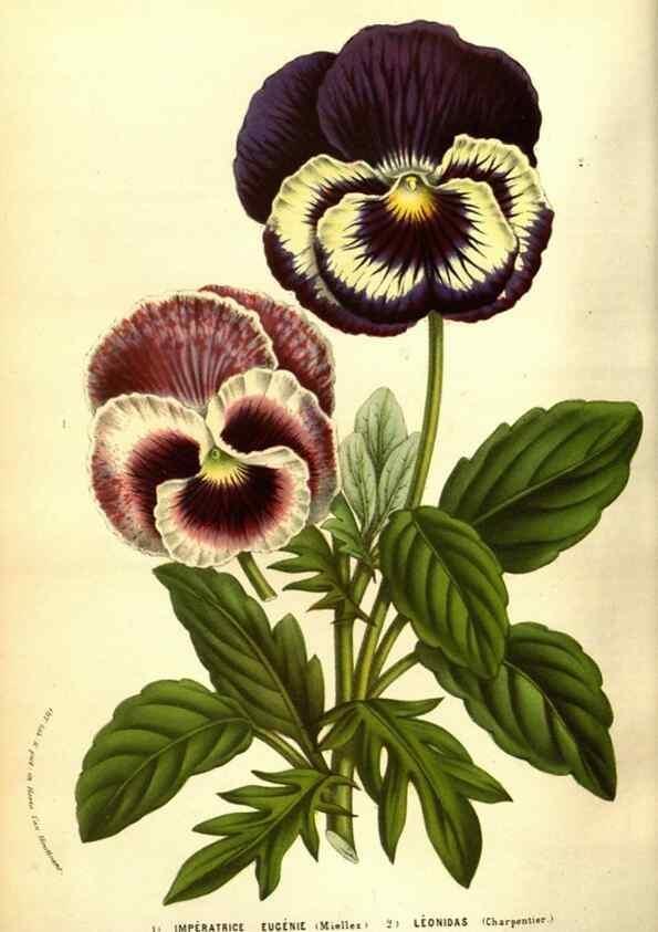 Reproducción/Reproduction 49583714098: Flore des serres et des jardins de l'Europe. A Gand :chez Louis van Houtte, eÌditeur,1845-1880.. 