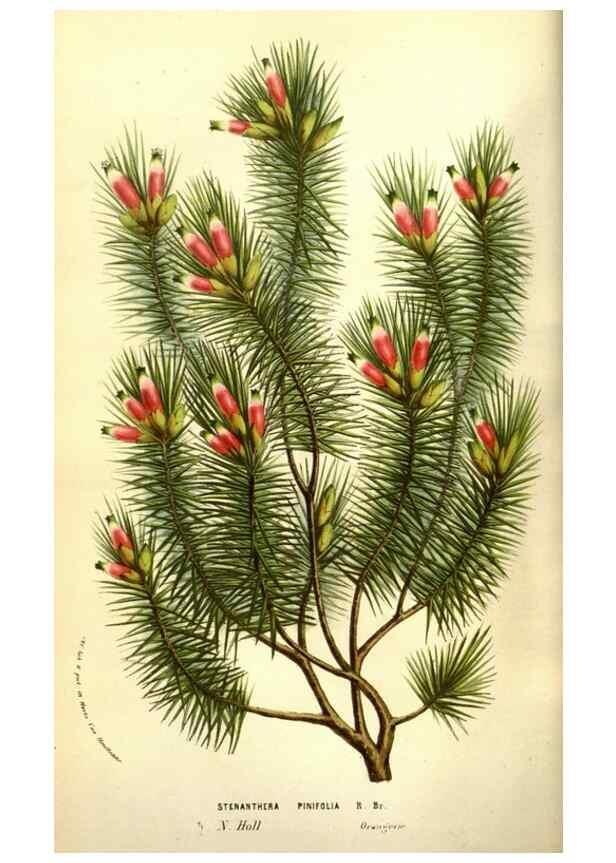 Reproducción/Reproduction 49584211966: Flore des serres et des jardins de l'Europe. A Gand :chez Louis van Houtte, eÌditeur,1845-1880.. 