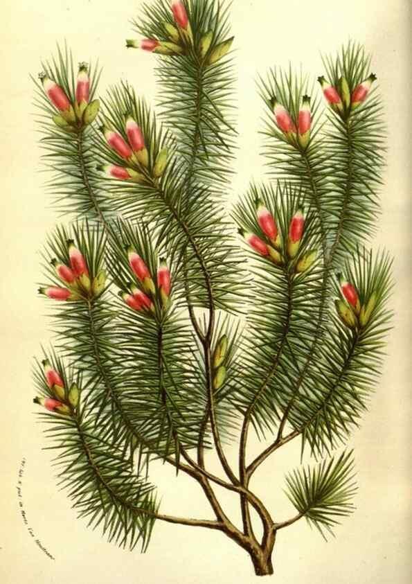 Reproducción/Reproduction 49584211966: Flore des serres et des jardins de l'Europe. A Gand :chez Louis van Houtte, eÌditeur,1845-1880.. 