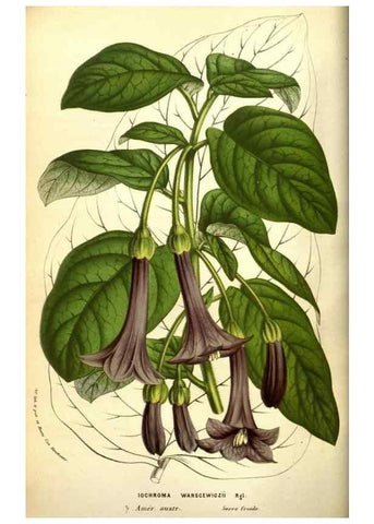 Reproducción/Reproduction 49584446567: Flore des serres et des jardins de l'Europe. A Gand :chez Louis van Houtte, eÌditeur,1845-1880.. 