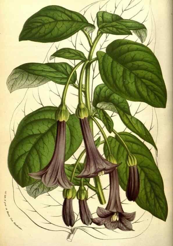 Reproducción/Reproduction 49584446567: Flore des serres et des jardins de l'Europe. A Gand :chez Louis van Houtte, eÌditeur,1845-1880.. 