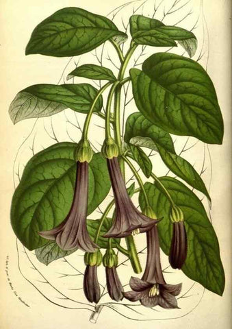 Reproducción/Reproduction 49584446567: Flore des serres et des jardins de l'Europe. A Gand :chez Louis van Houtte, eÌditeur,1845-1880.. 