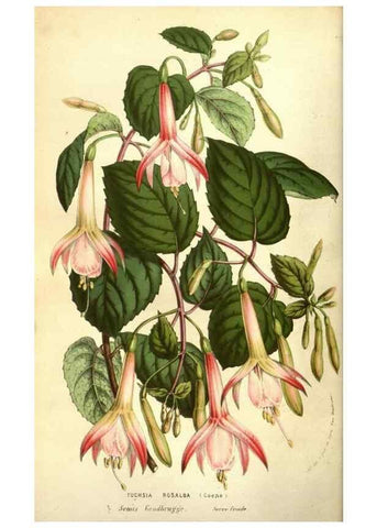 Reproducción/Reproduction 49584209601: Flore des serres et des jardins de l'Europe. A Gand :chez Louis van Houtte, eÌditeur,1845-1880.. 
