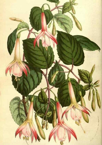 Reproducción/Reproduction 49584209601: Flore des serres et des jardins de l'Europe. A Gand :chez Louis van Houtte, eÌditeur,1845-1880.. 