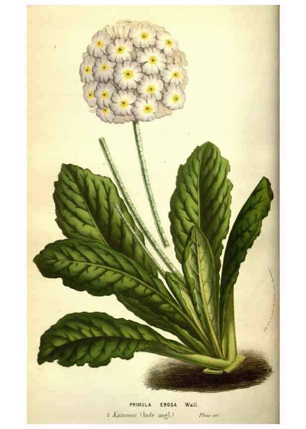 Reproducción/Reproduction 49583709053: Flore des serres et des jardins de l'Europe. A Gand :chez Louis van Houtte, eÌditeur,1845-1880.. 
