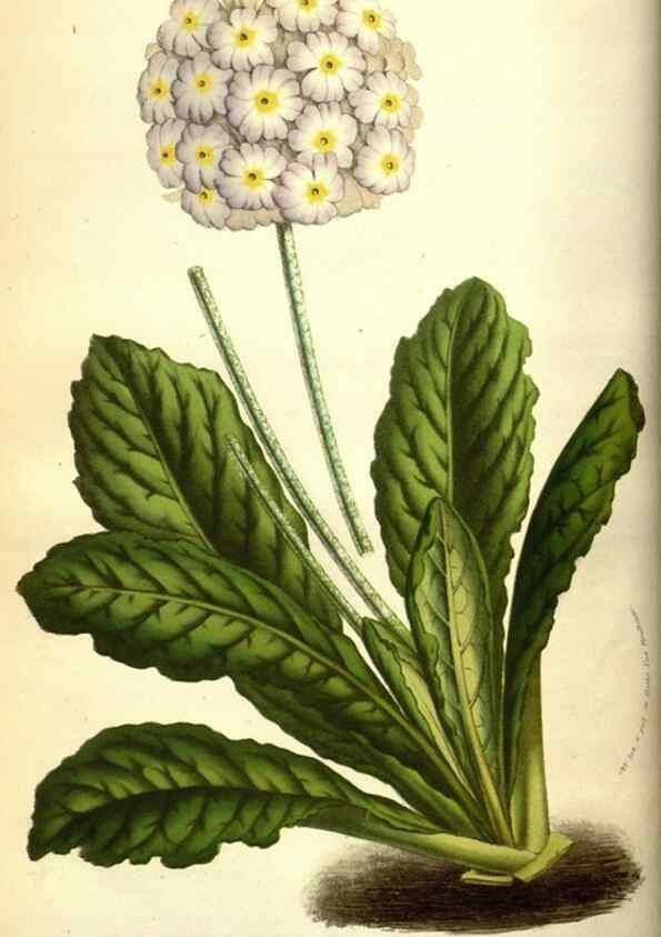 Reproducción/Reproduction 49583709053: Flore des serres et des jardins de l'Europe. A Gand :chez Louis van Houtte, eÌditeur,1845-1880.. 