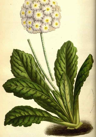 Reproducción/Reproduction 49583709053: Flore des serres et des jardins de l'Europe. A Gand :chez Louis van Houtte, eÌditeur,1845-1880.. 