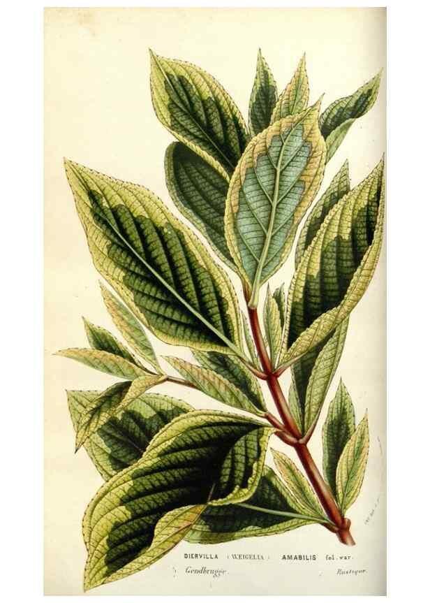 Reproducción/Reproduction 49584813652: Flore des serres et des jardins de l'Europe. A Gand :chez Louis van Houtte, eÌditeur,1845-1880.. 