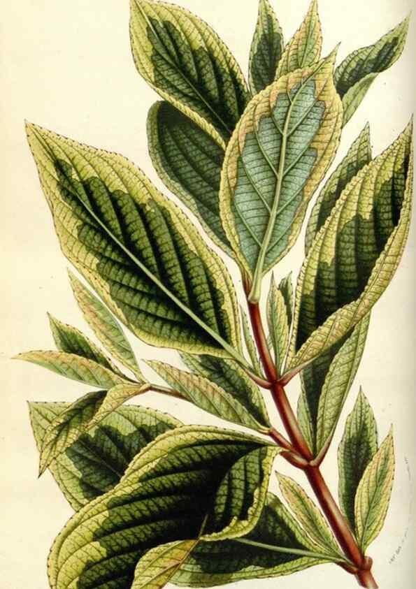 Reproducción/Reproduction 49584813652: Flore des serres et des jardins de l'Europe. A Gand :chez Louis van Houtte, eÌditeur,1845-1880.. 