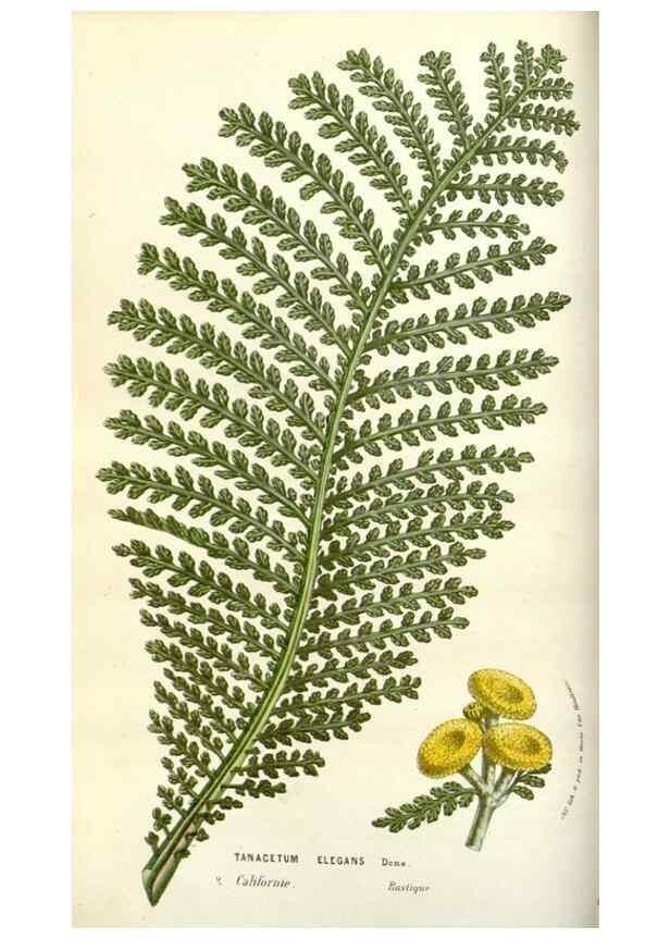 Reproducción/Reproduction 49584814387: Flore des serres et des jardins de l'Europe. A Gand :chez Louis van Houtte, eÌditeur,1845-1880.. 