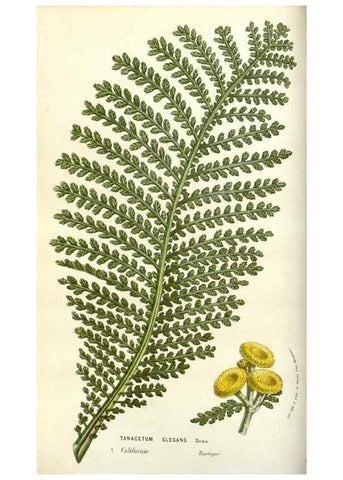 Reproducción/Reproduction 49584814387: Flore des serres et des jardins de l'Europe. A Gand :chez Louis van Houtte, eÌditeur,1845-1880.. 