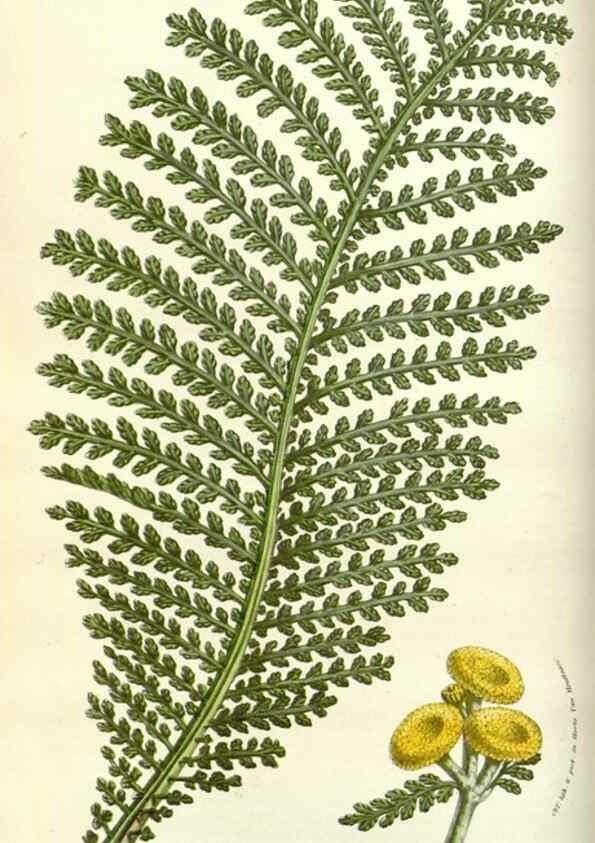 Reproducción/Reproduction 49584814387: Flore des serres et des jardins de l'Europe. A Gand :chez Louis van Houtte, eÌditeur,1845-1880.. 
