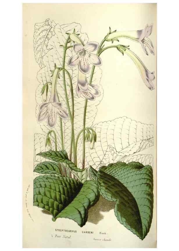 Reproducción/Reproduction 49584820582: Flore des serres et des jardins de l'Europe. A Gand :chez Louis van Houtte, eÌditeur,1845-1880.. 
