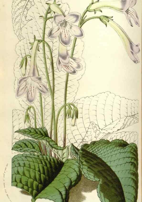 Reproducción/Reproduction 49584820582: Flore des serres et des jardins de l'Europe. A Gand :chez Louis van Houtte, eÌditeur,1845-1880.. 