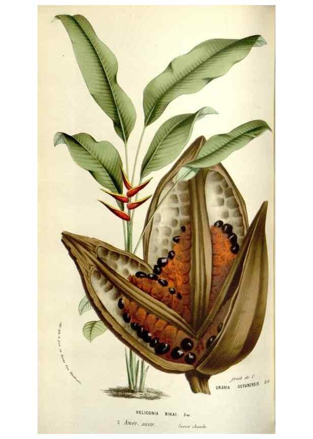 Reproducción/Reproduction 49584589186: Flore des serres et des jardins de l'Europe. A Gand :chez Louis van Houtte, eÌditeur,1845-1880.. 