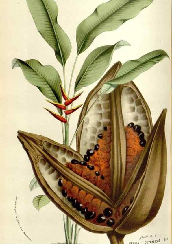 Reproducción/Reproduction 49584589186: Flore des serres et des jardins de l'Europe. A Gand :chez Louis van Houtte, eÌditeur,1845-1880.. 